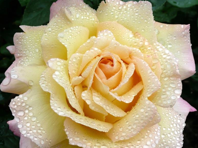 A dew-covered white and pink rose.