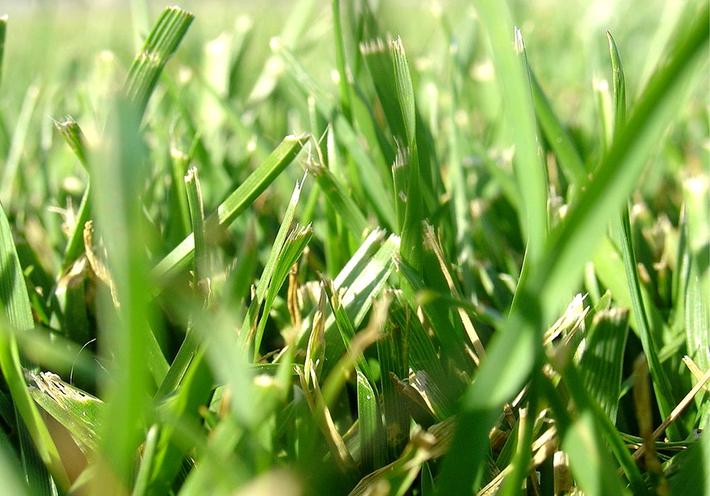 Here’s What Freshly Cut Grass Is Saying With Its Scent