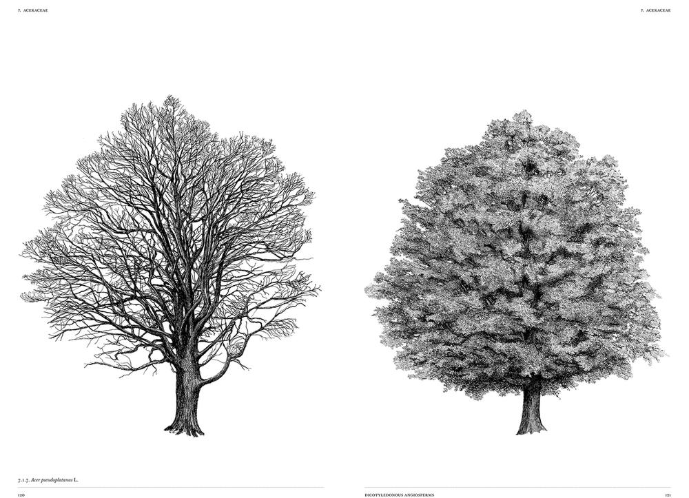 Illustration of a tree with leaves next to a tree without leaves