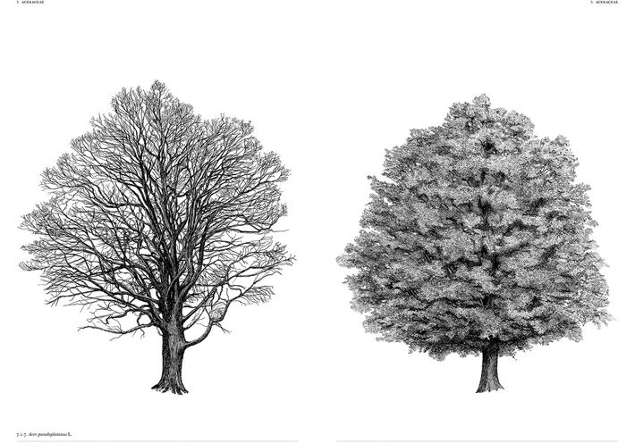 Illustration of a tree with leaves next to a tree without leaves