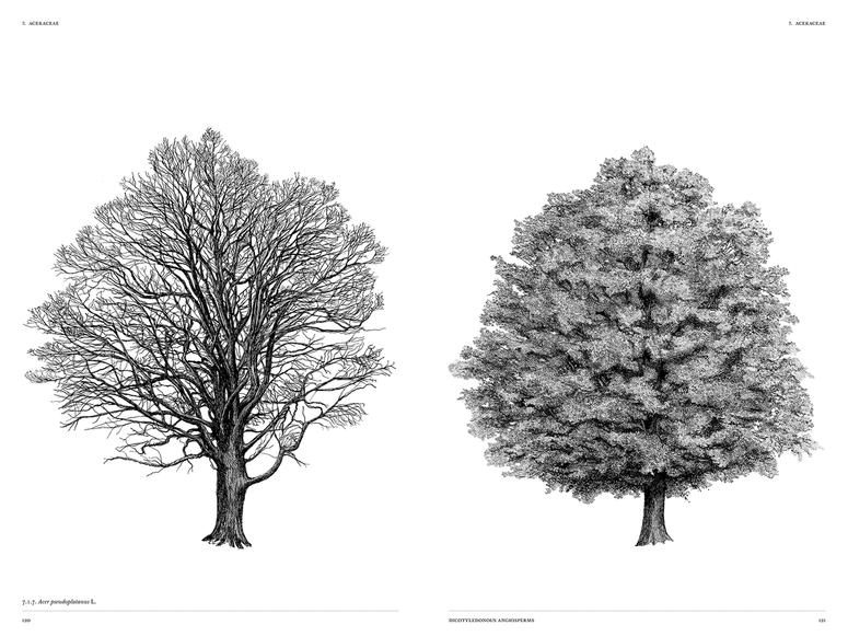 Illustration of a tree with leaves next to a tree without leaves