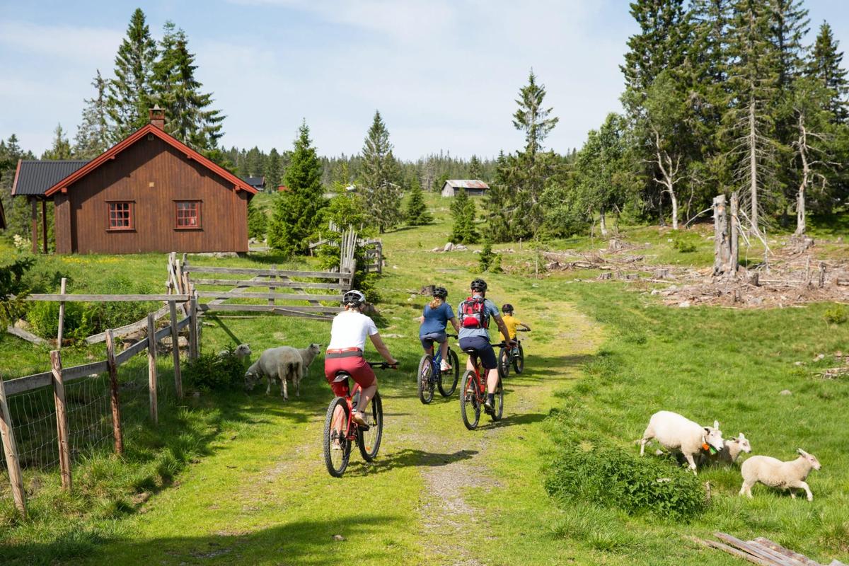 Hovedbilde for artikkelen Hedmarksvidda hyttegrend
