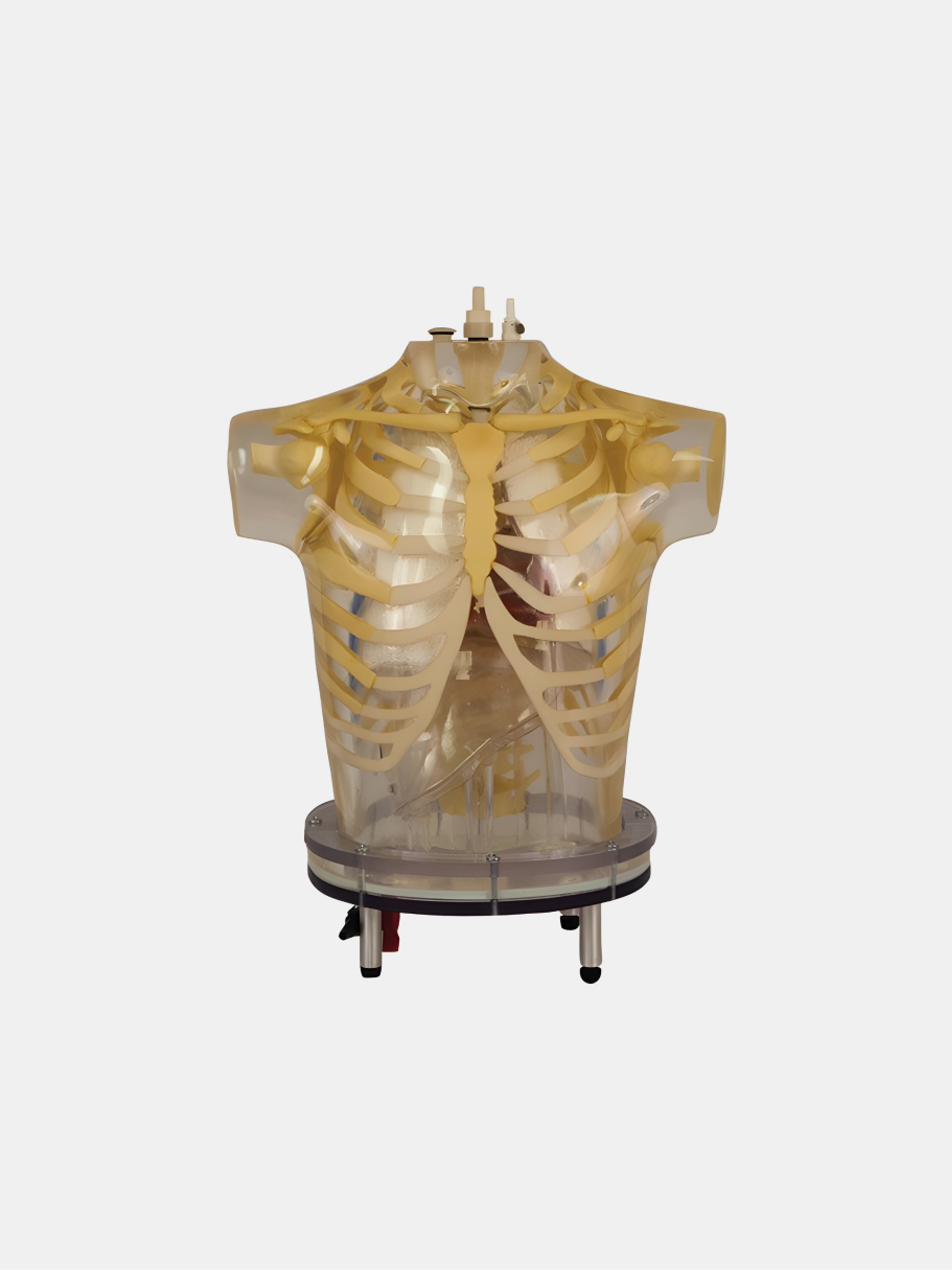 Heart and Thorax Phantom
