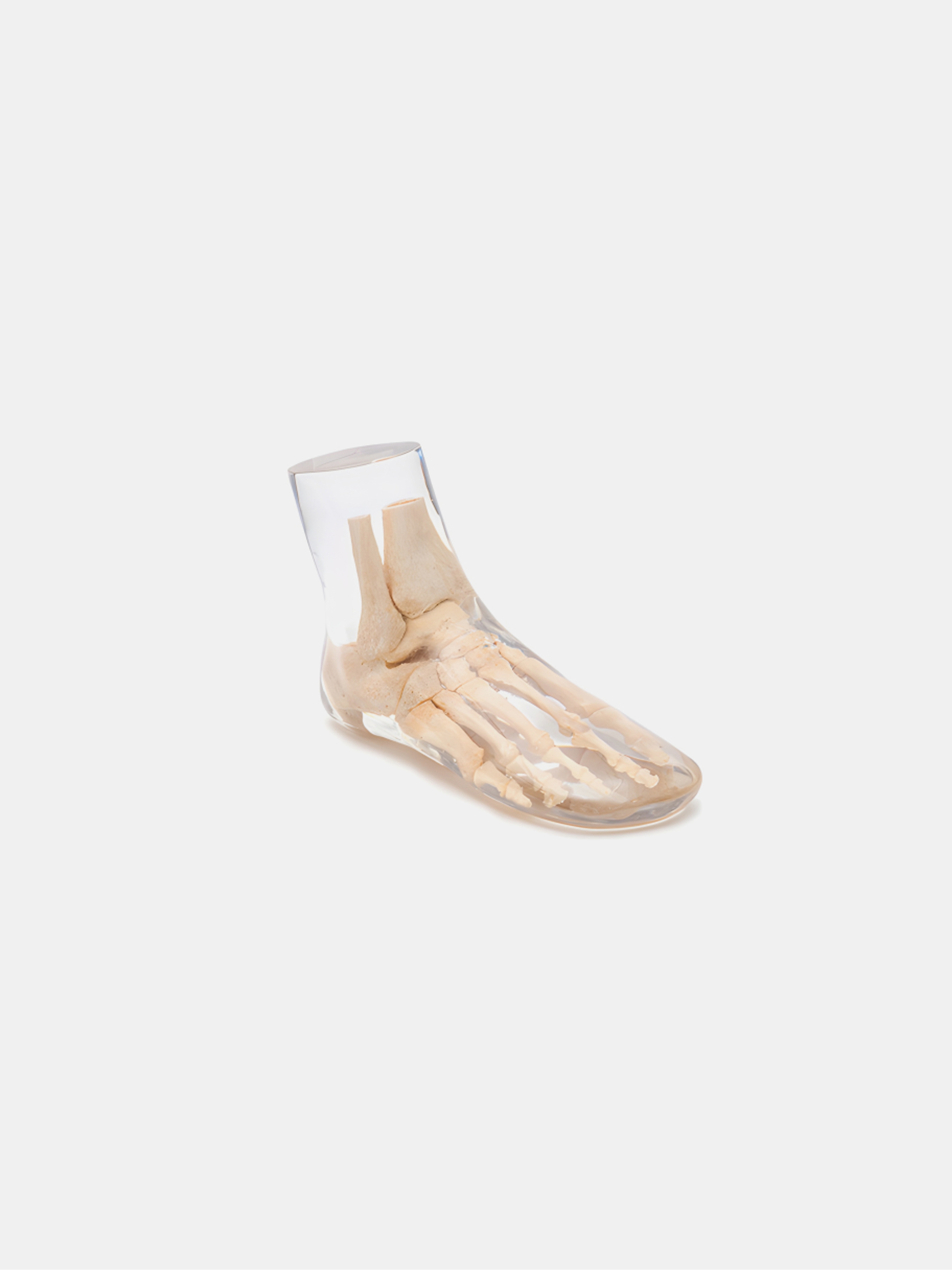 X-Ray Phantom Foot, transparent