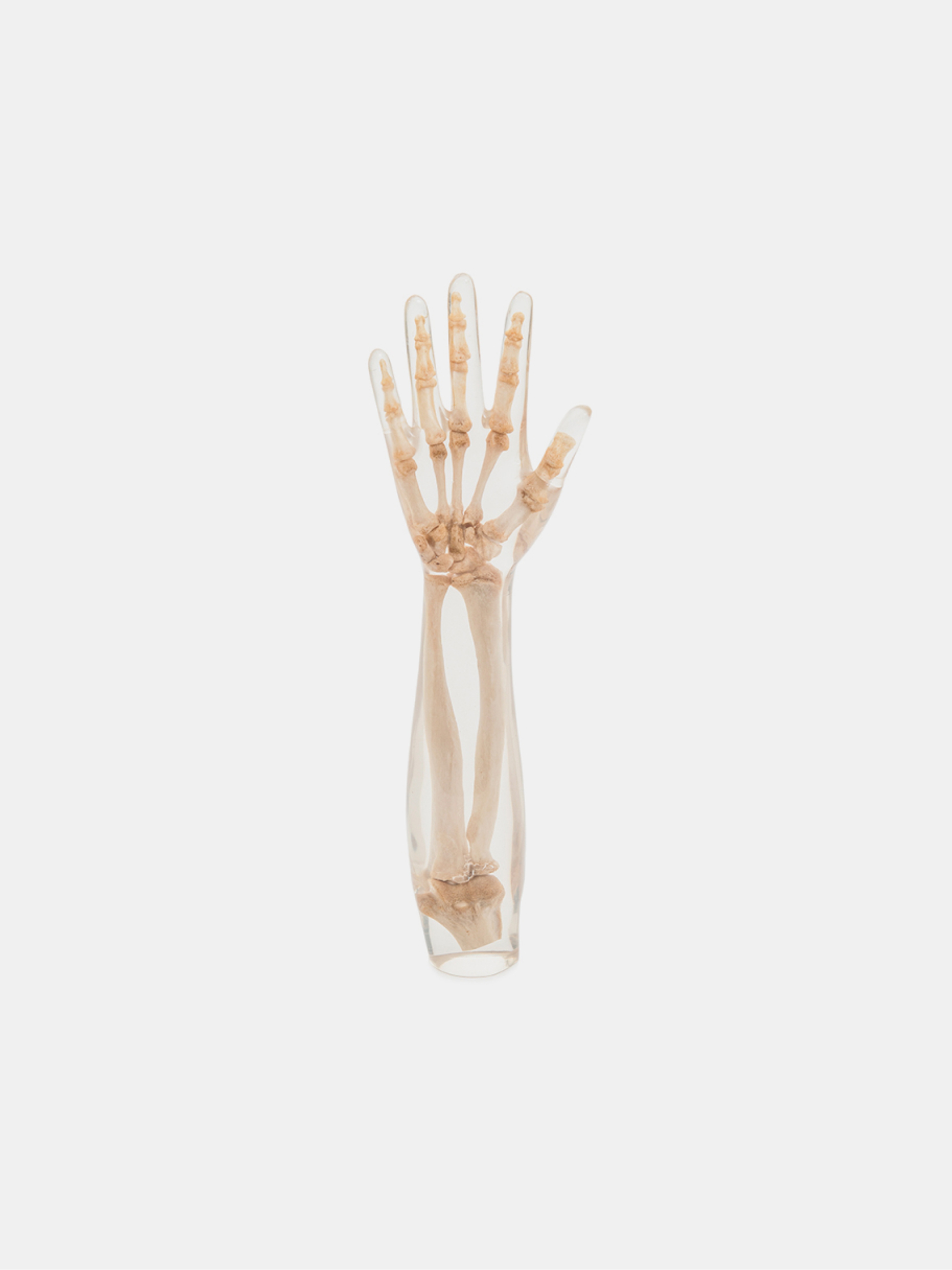 X-Ray Phantom Lower Arm, transparent