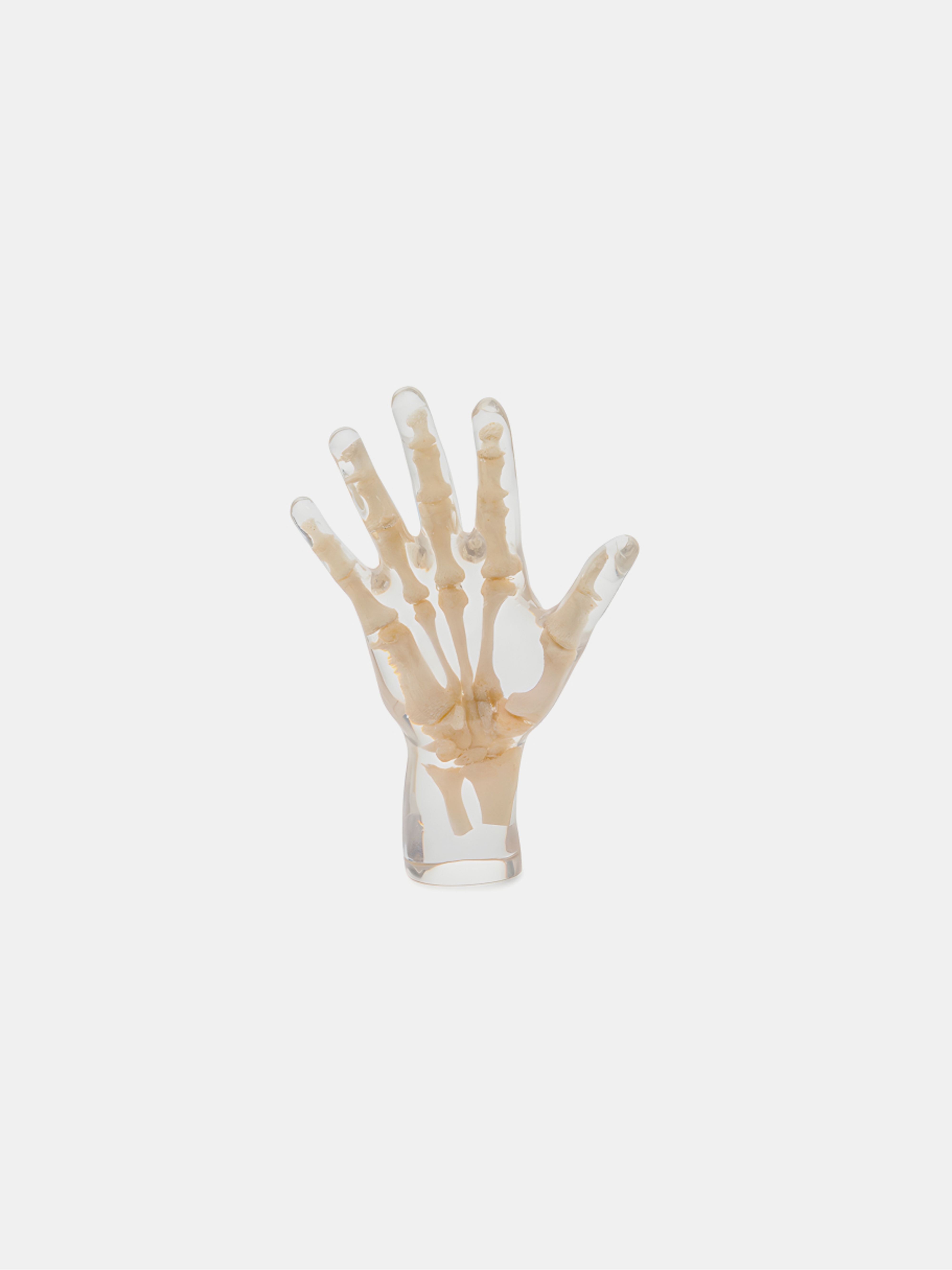 X-Ray Phantom Hand, transparent