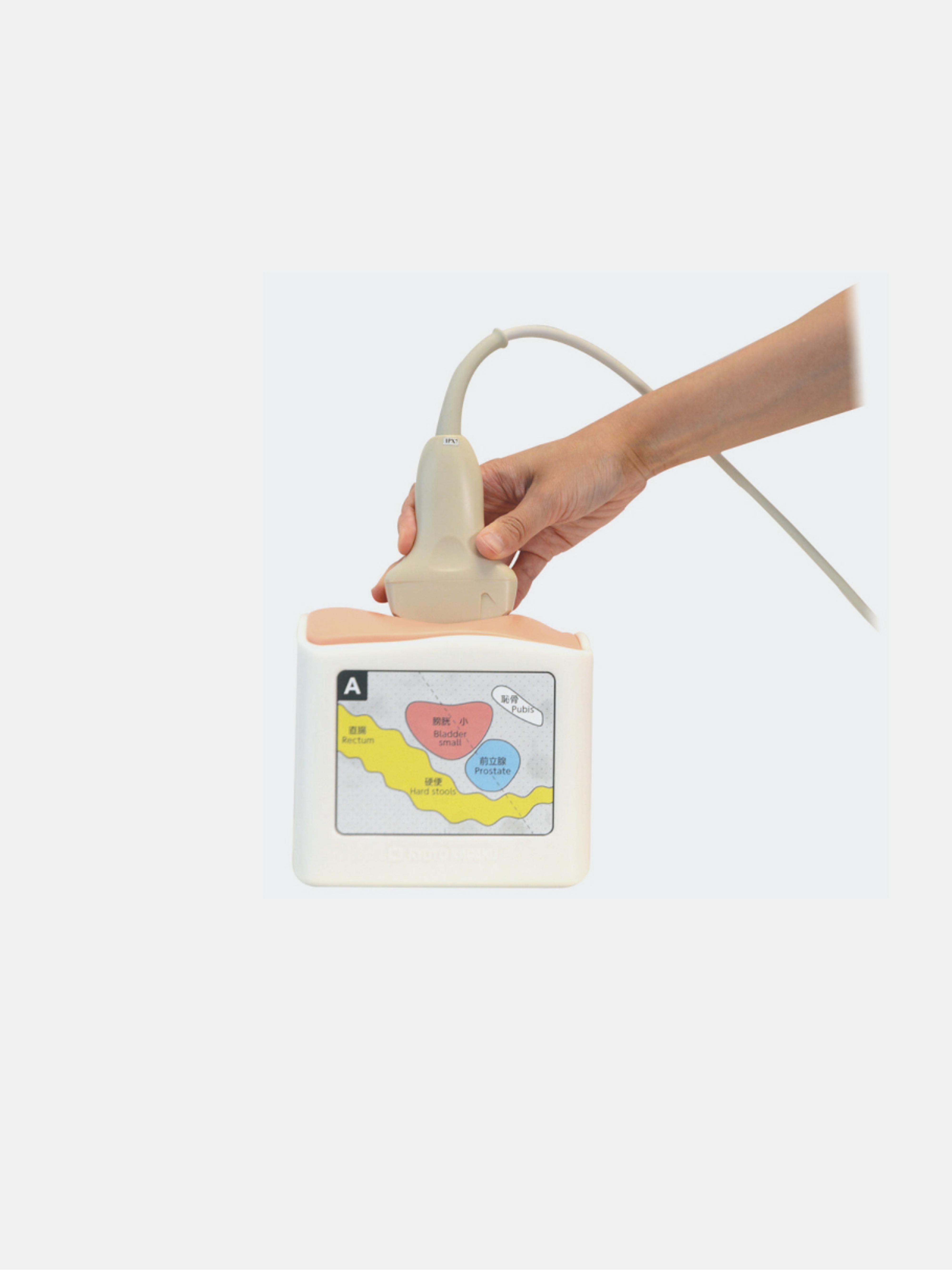 Rectal and Bladder Ultrasound Phantom US-23