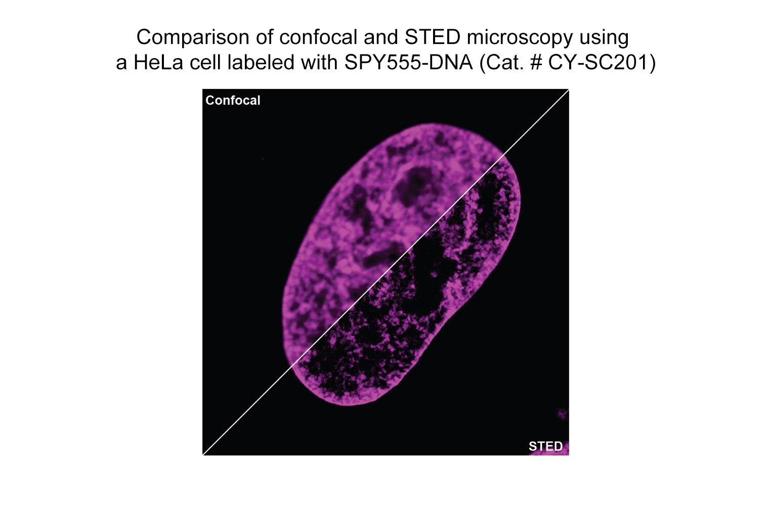 SPY555-DNA | Cytoskeleton, Inc