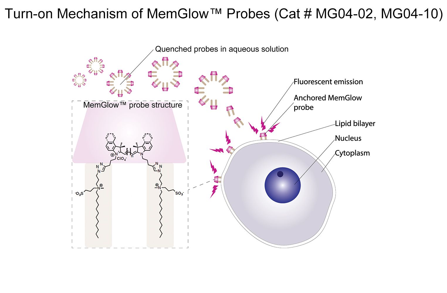MemGlow 640 Fluorogenic Membrane Probe | Cytoskeleton, Inc