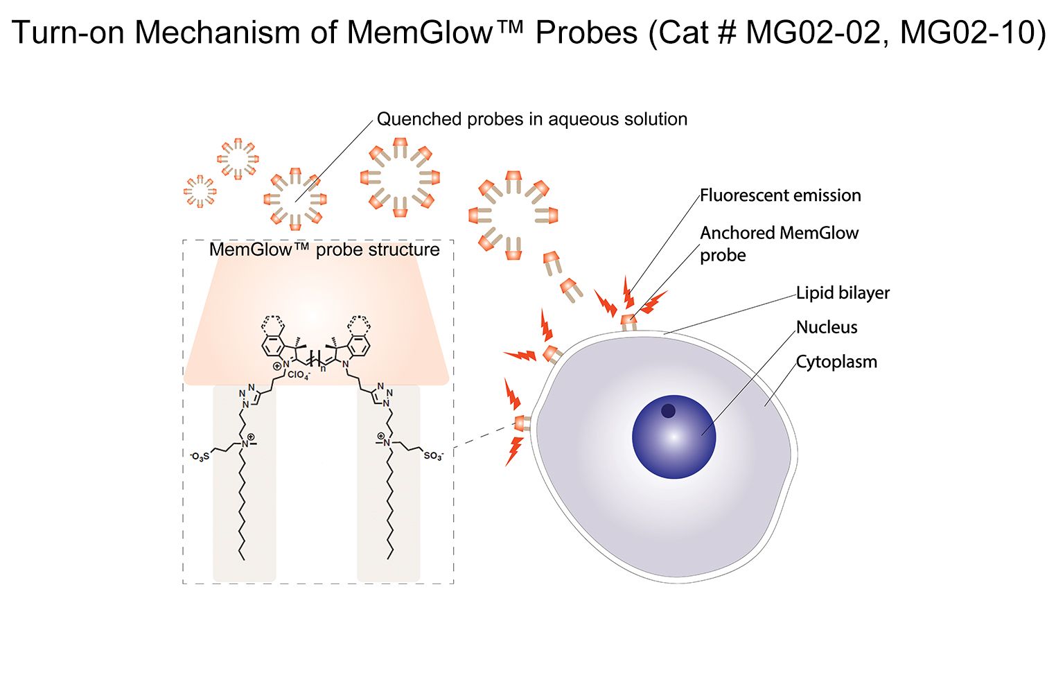 MemGlow 560 Fluorogenic Membrane Probe | Cytoskeleton, Inc