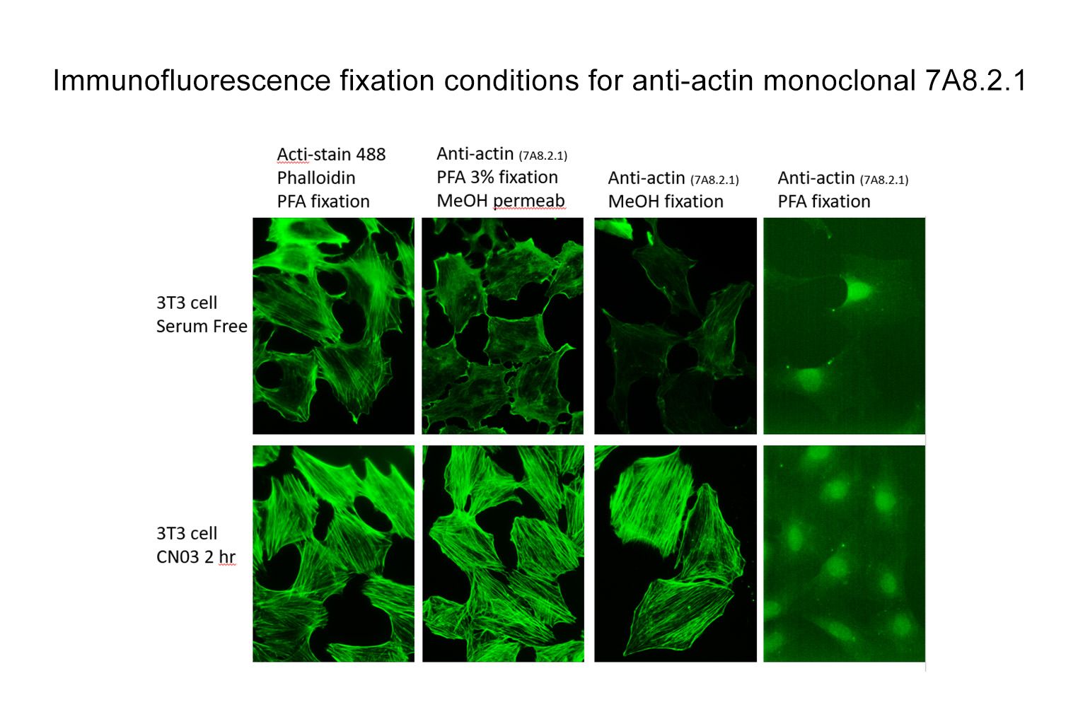 Anti-Pan Actin Mouse Monoclonal Antibody (Clone 7A8.2.1
