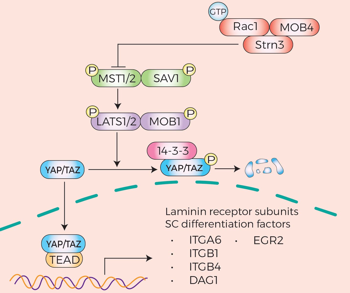 The STRIPAK complex is required for radial sorting and laminin receptor ...