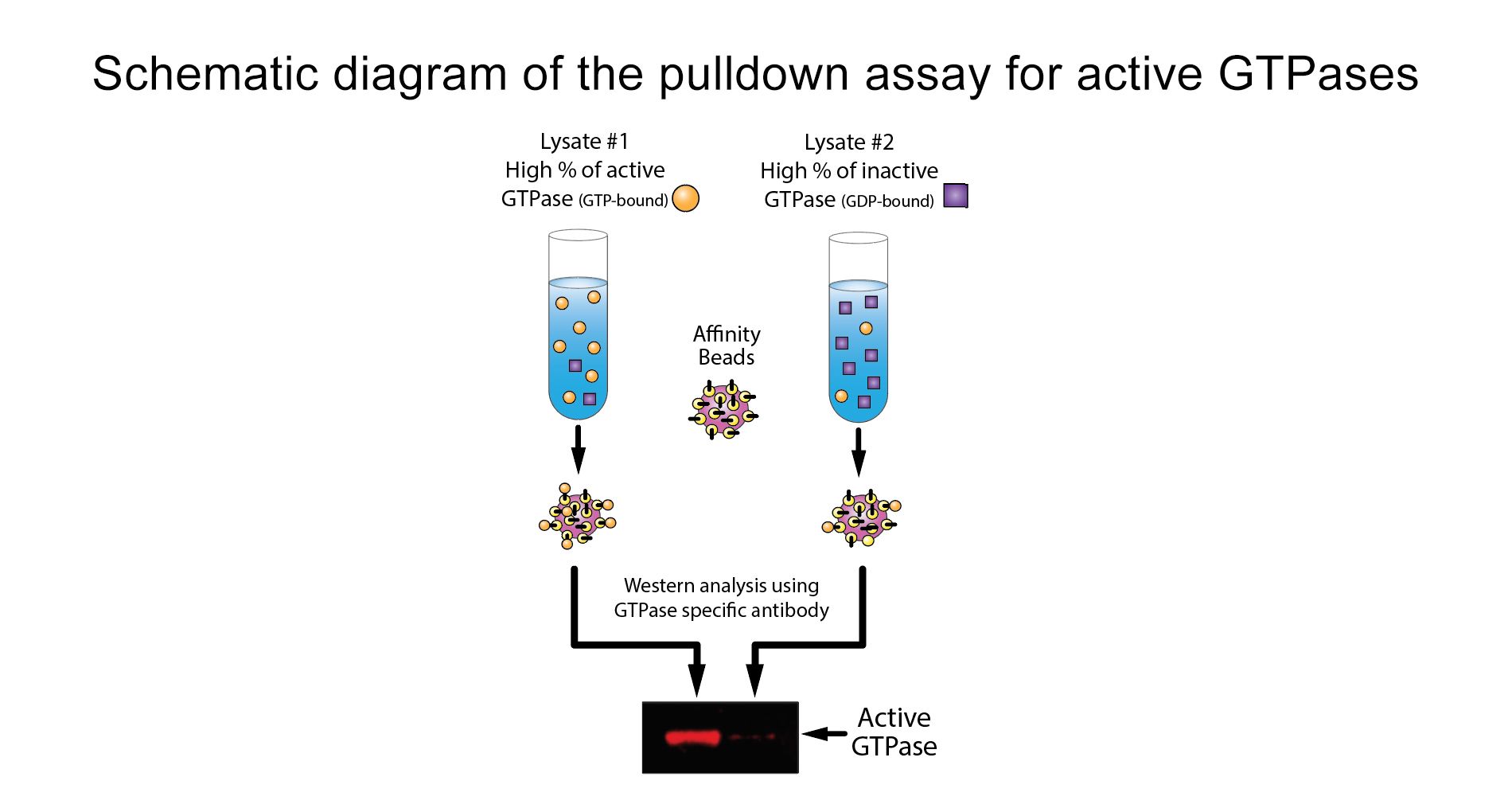 Ras Pull-down Activation Assay Biochem Kit (bead pull-down format