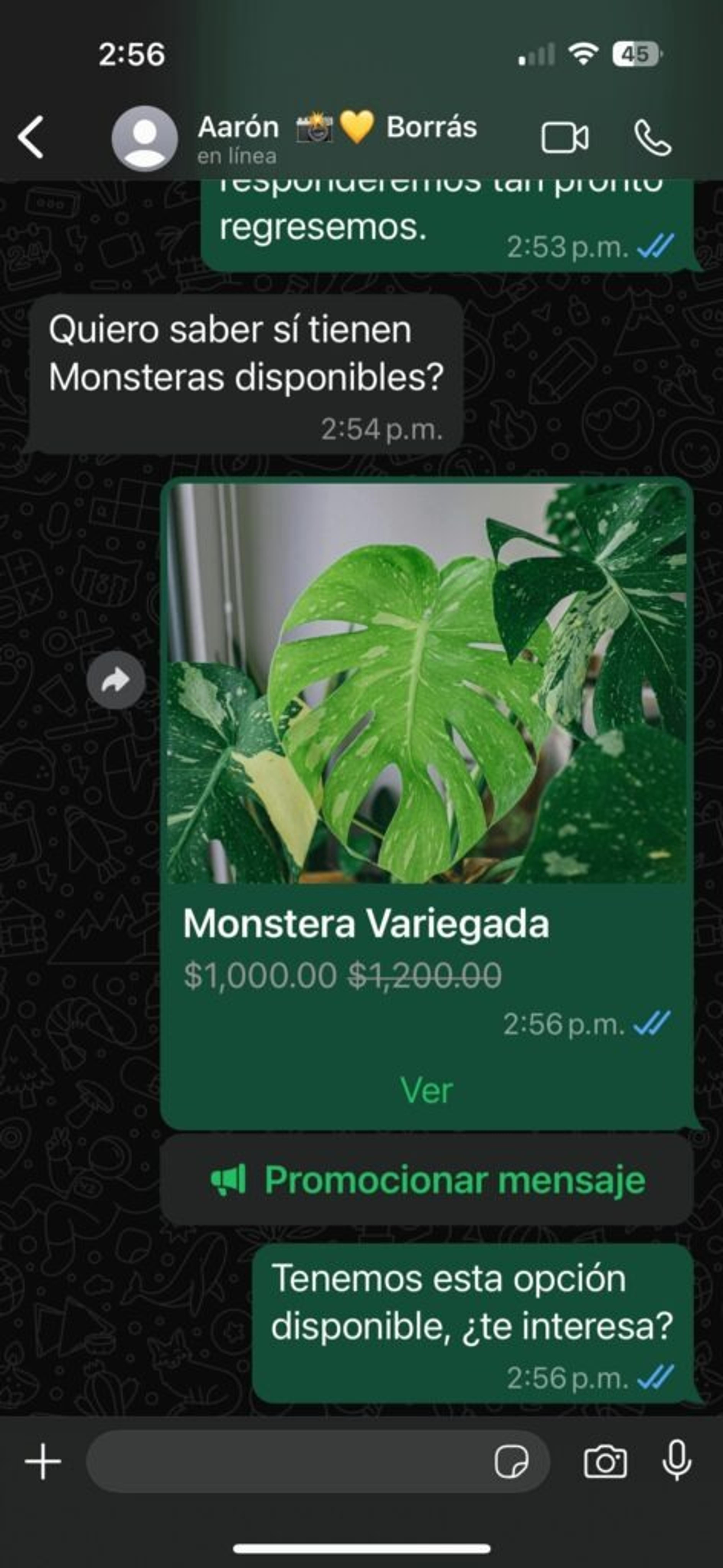 Producto del catálogo de WhatsApp Business compartido en un chat, mostrando la tarjeta de una Monstera Variegada con precio de oferta y el botón para verla.