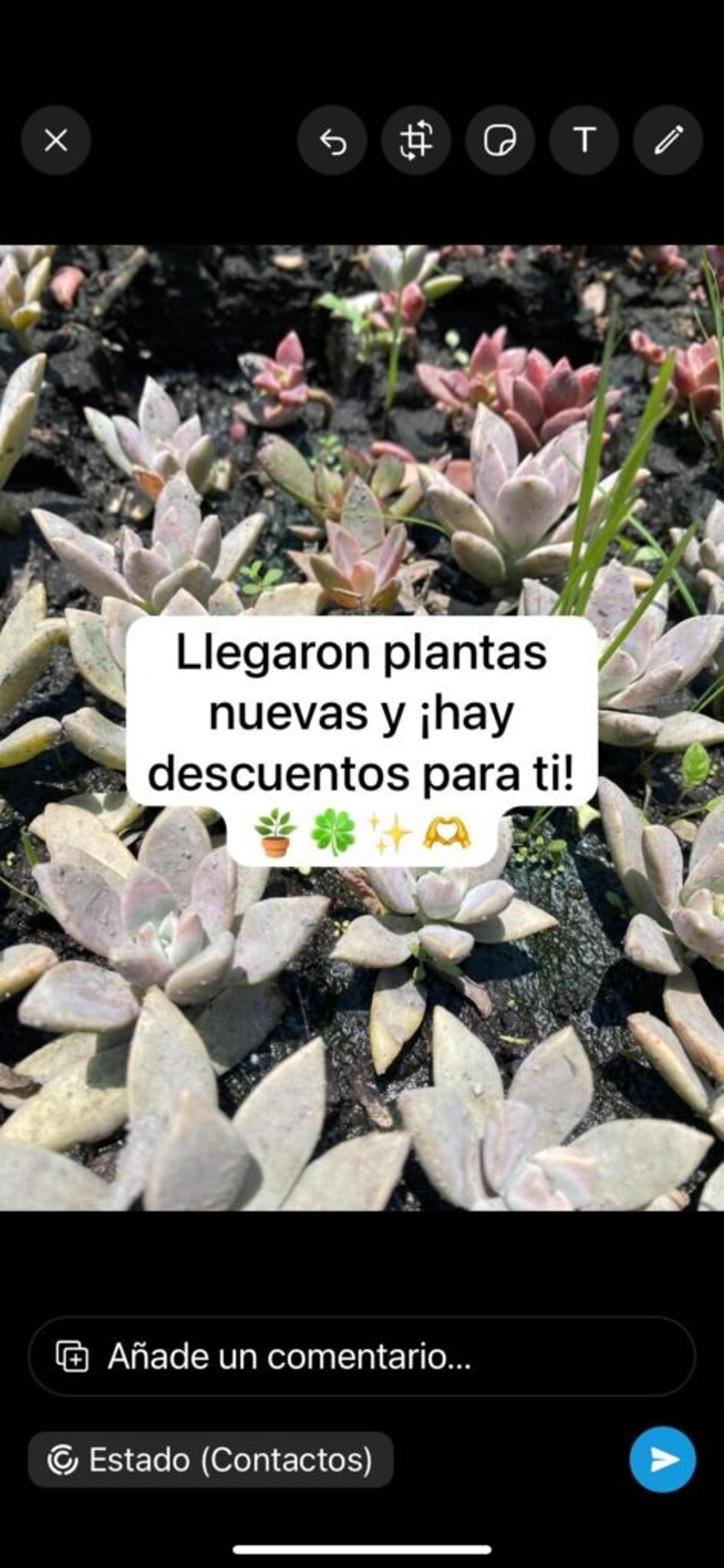 Pantalla de WhatsApp Business mostrando un estado de ejemplo con fondo de plantas suculentas y texto blanco que dice