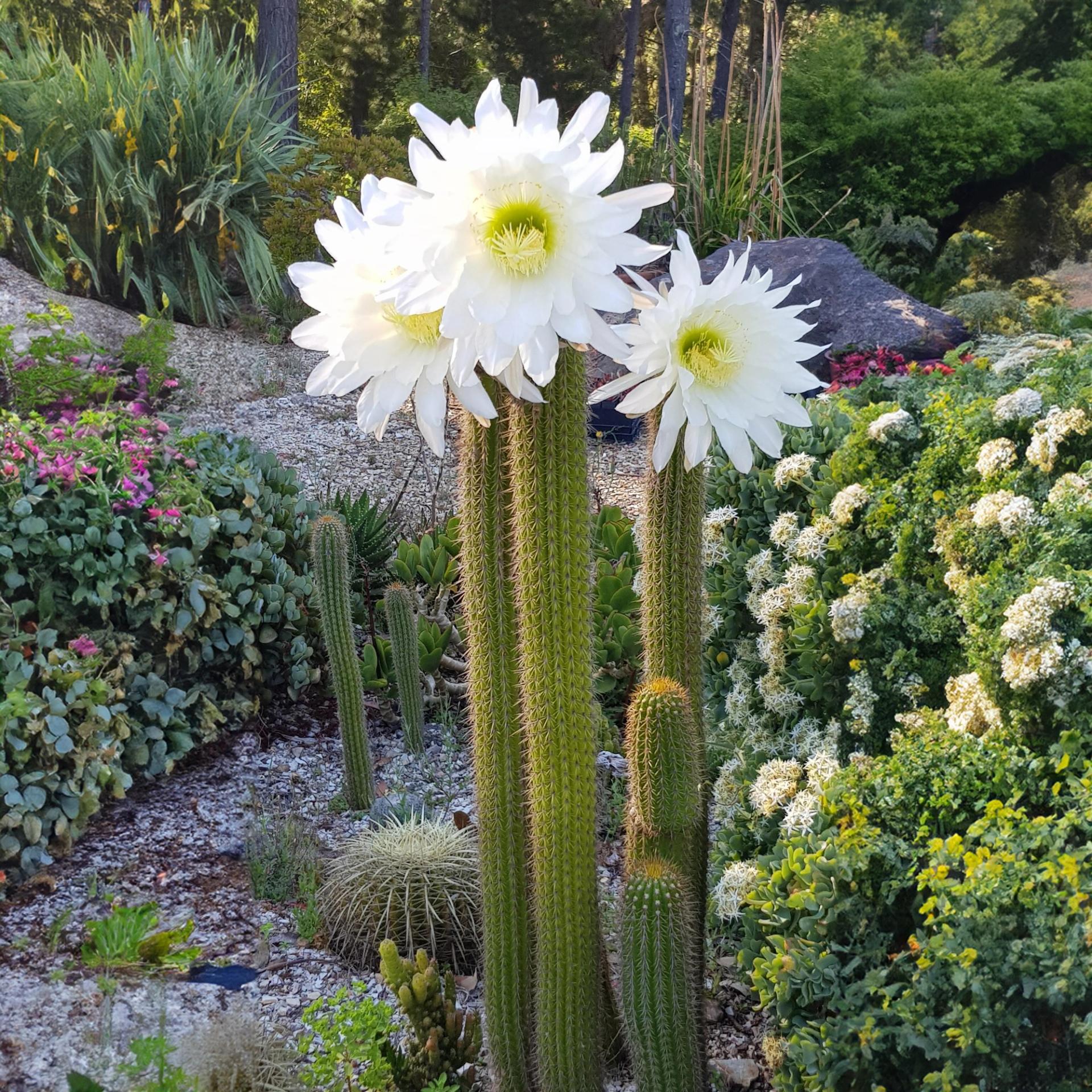 Peter Sheppard - The Succulent Sanctuary