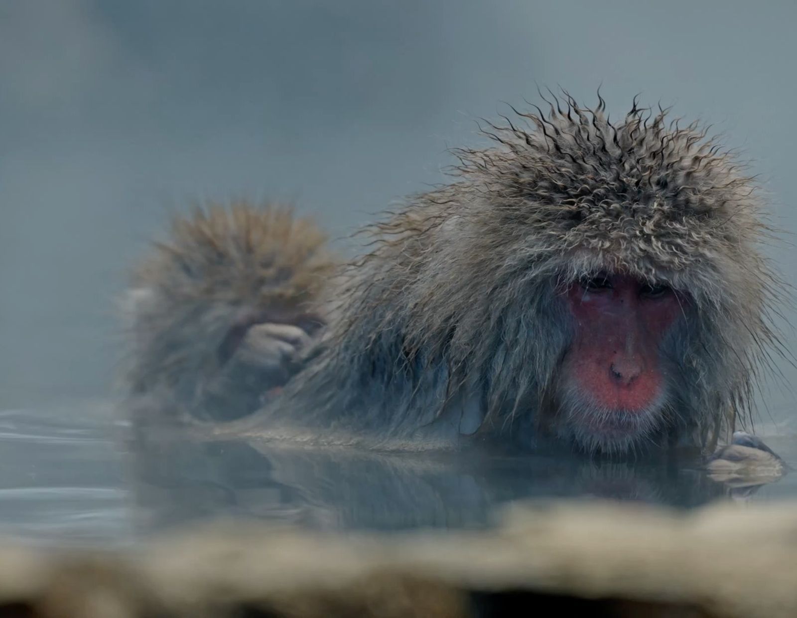 Dos macacos japoneses se bañan en un onsen al aire libre, entre el vapor