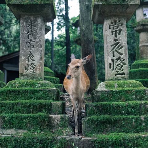 Un ciervo entre dos linternas de piedra cubiertas de musgo en Nara