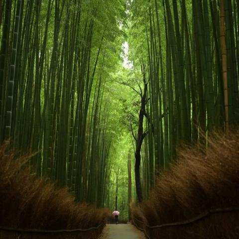 Sendero entre los bambúes de Arashiyama, al oeste de Kioto