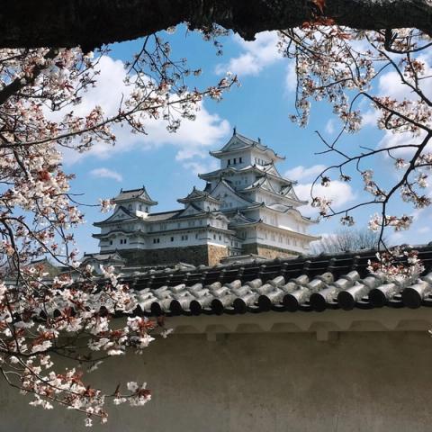 El castillo blanco de Himeji entre ramas de cerezo en flor