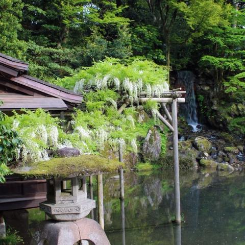 Estanque, linterna de piedra y glicinias en el jardín Kenroku-en de Kanazawa