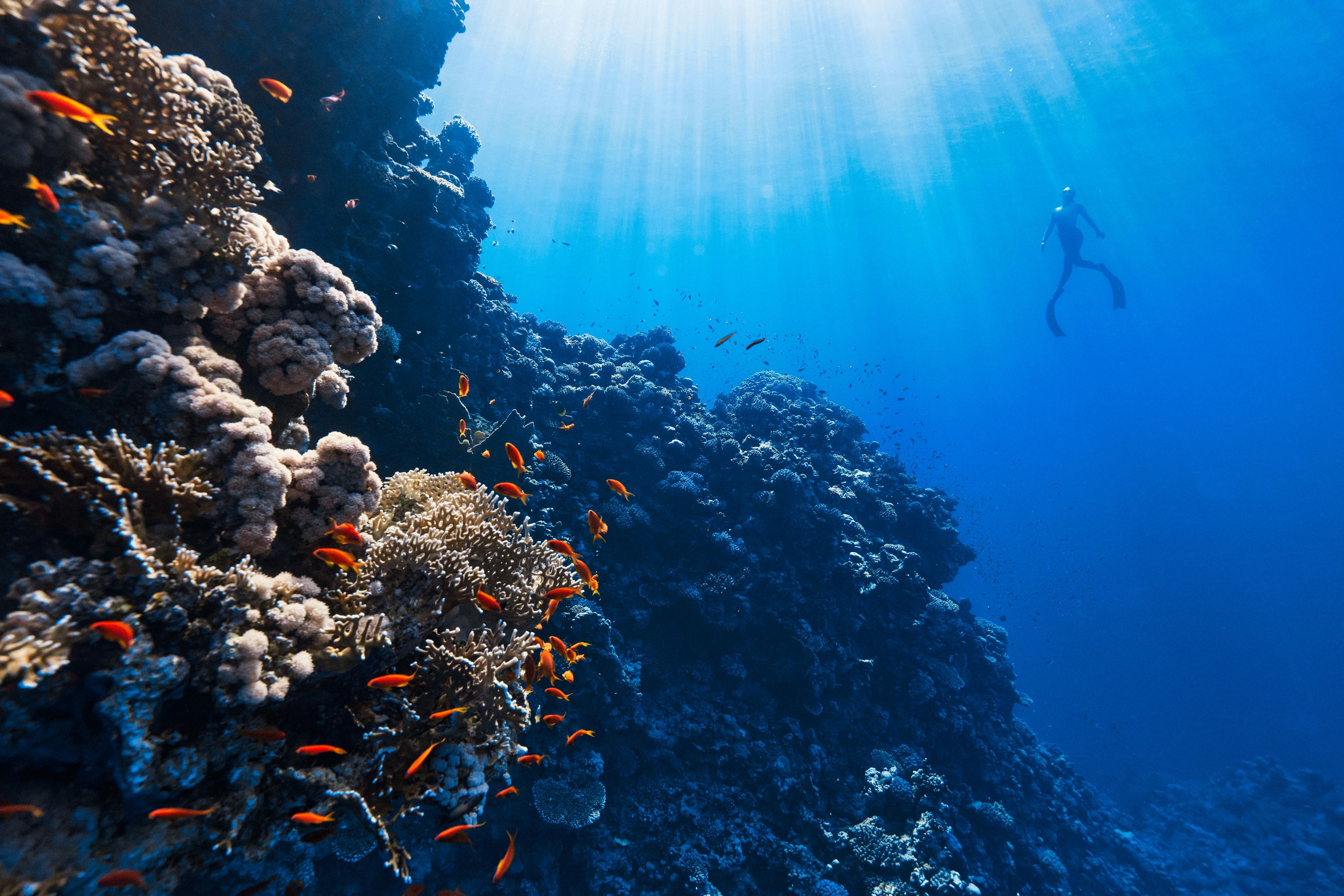 a scuba diver is swimming in the ocean near a coral reef .