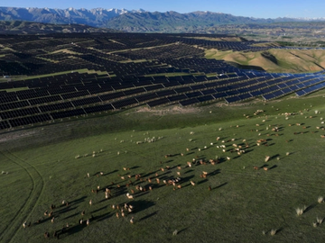 How We Tried to Generate Solar Power and Ended Up in the Sheep Business