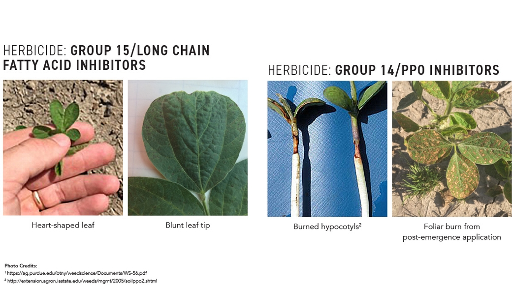 Croptalk: Common Herbicide Symptomology on Soybeans