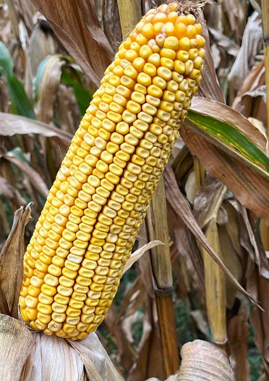 5212tcv2p | Beck's Hybrid corn