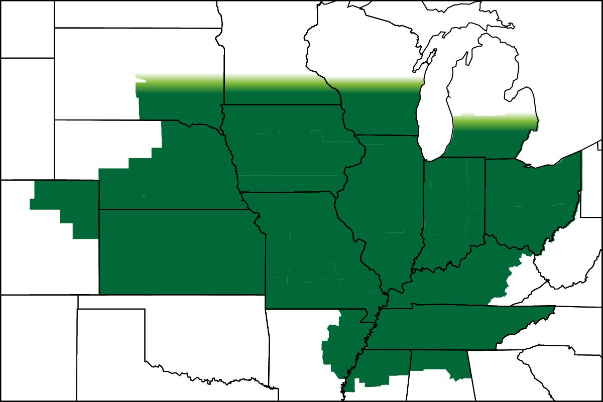 6039wx | Beck's Hybrid corn