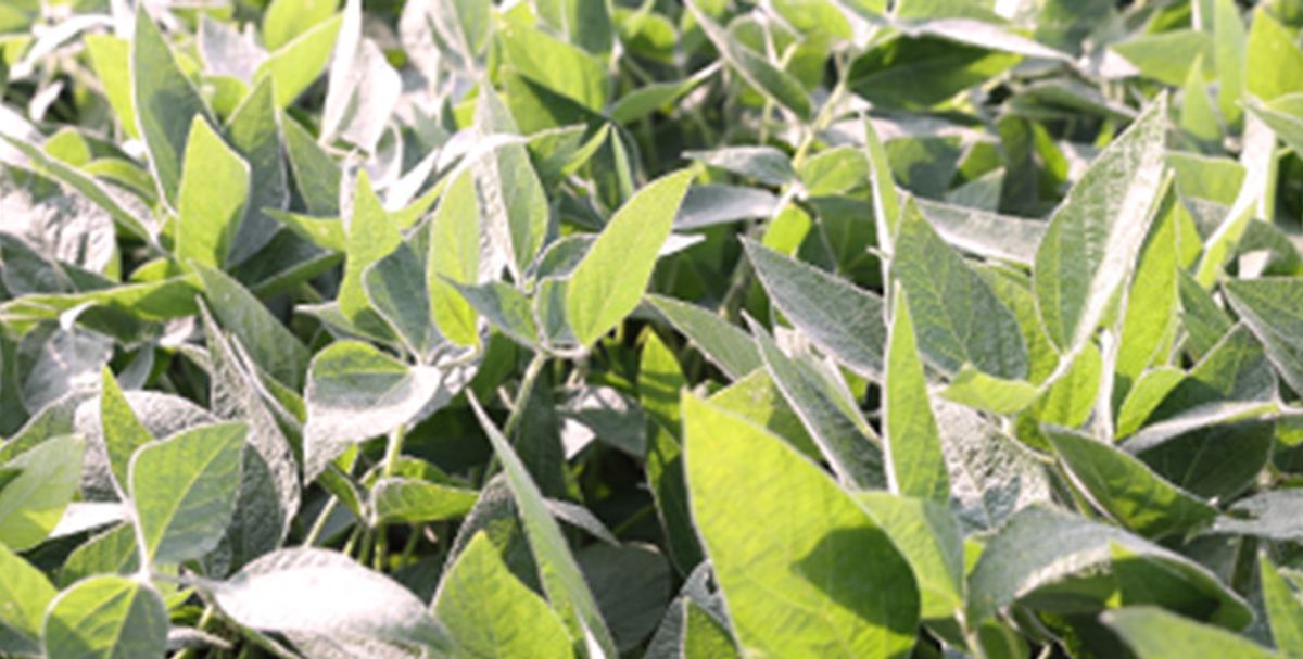 2024 Multi-Location Soybean In-Furrow Product Study