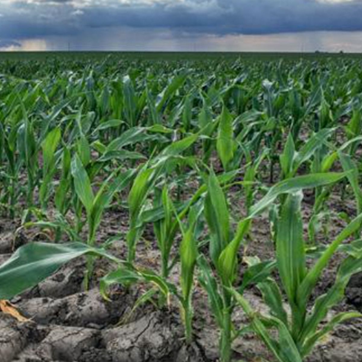 2023 Indiana Corn Biological Additive Study - In-Furrow