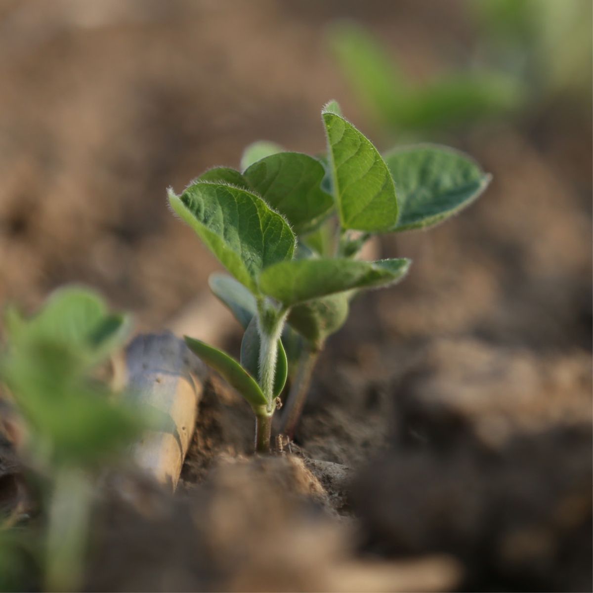 2022 Ohio Soybean Tire Pressure Study - Planter Tractor