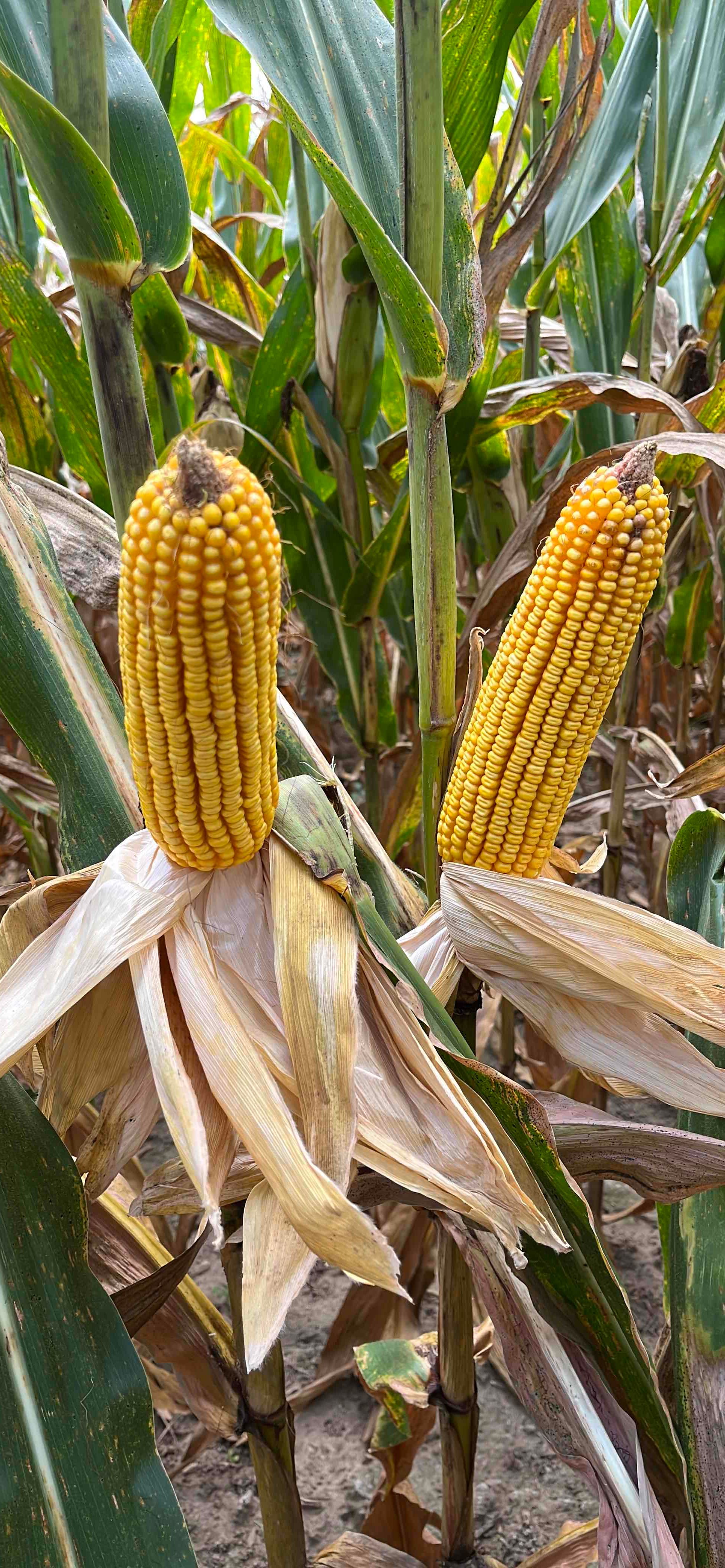 6700v2n | Beck's Hybrid corn