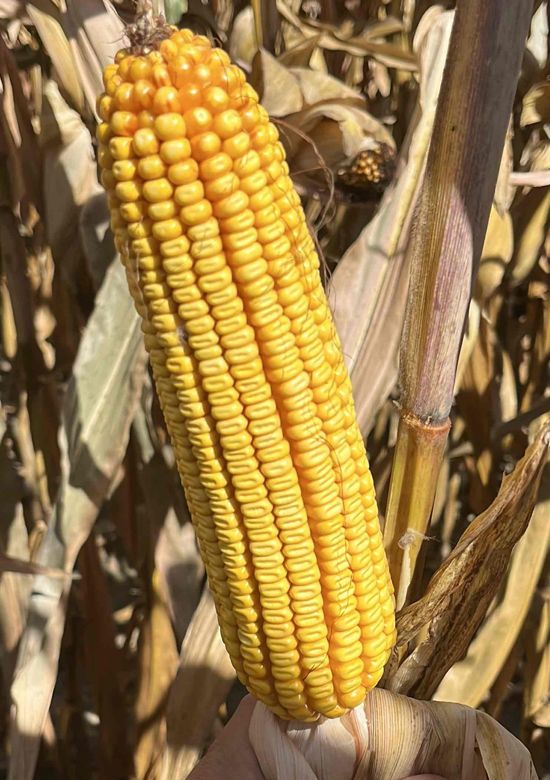 5794v2p | Beck's Hybrid corn