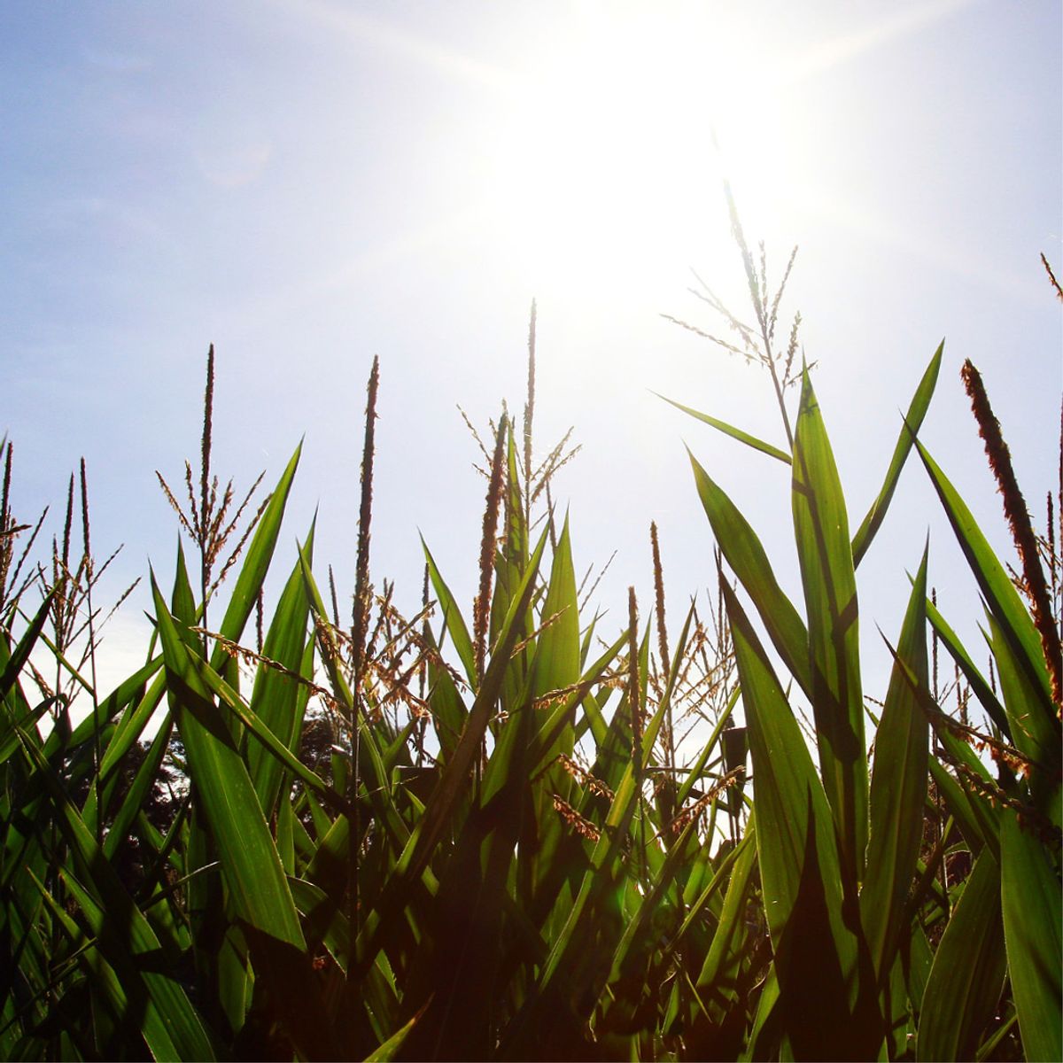 2022 On-Farm Corn Planting Speed Study - SureSpeed™