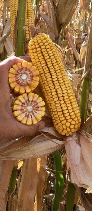 月子 6258tcv2p | Beck's Hybrid corn