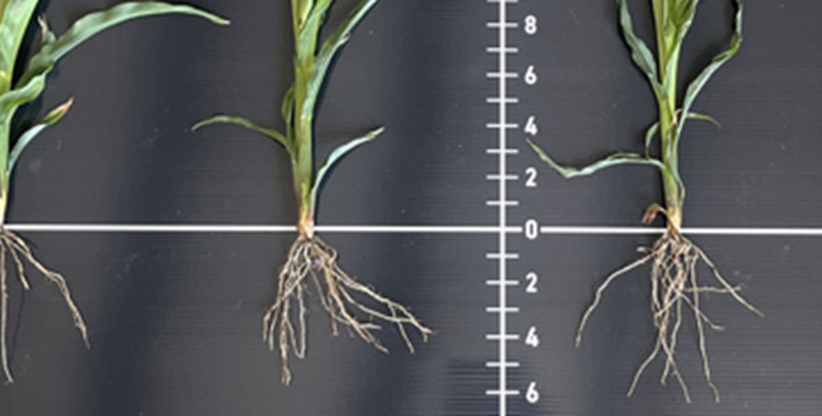 2024 Multi-Location Corn Starter Fertilizer Study Replant