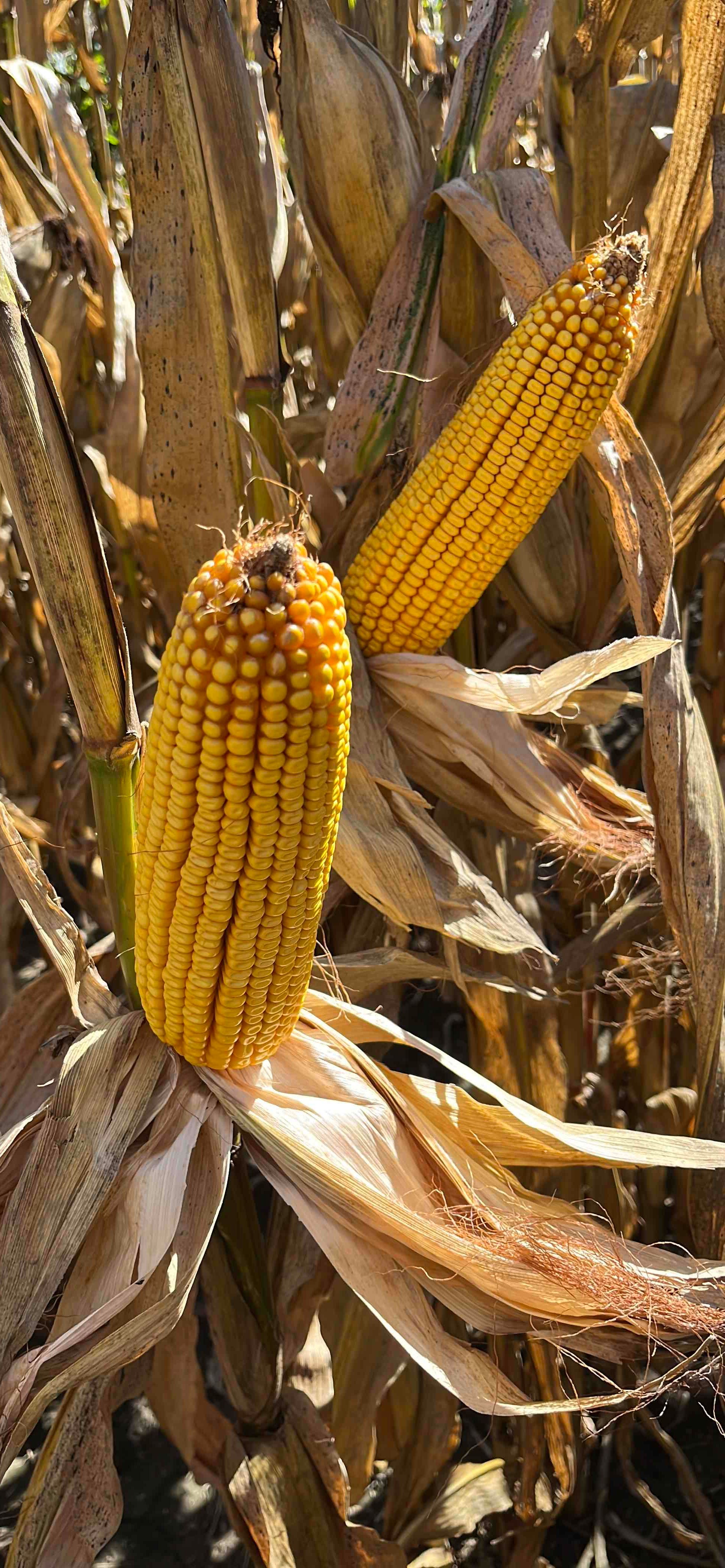 6574aa | Beck's Hybrid corn