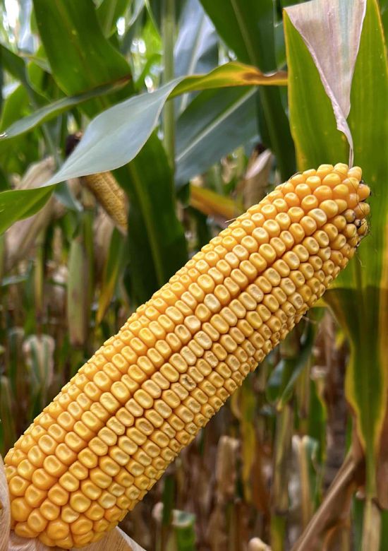 4501v2p | Beck's Hybrid corn