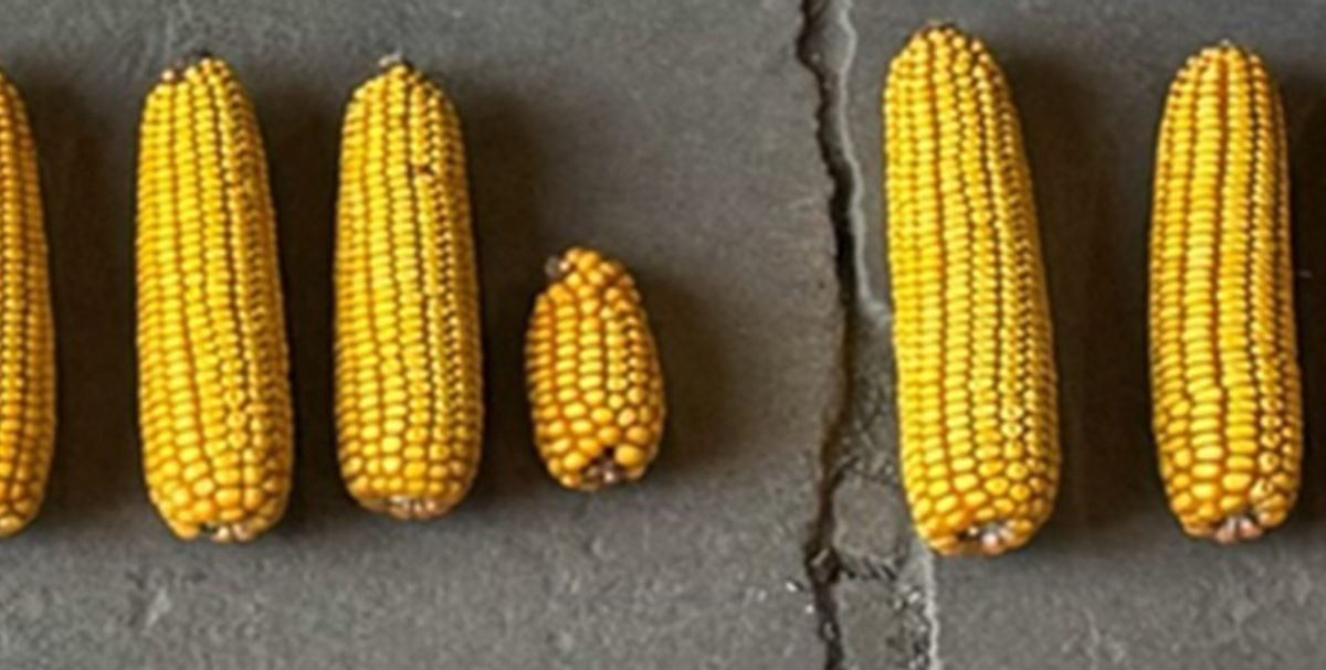 Corn Starter Fertilizer Systems Study - ExactShot™