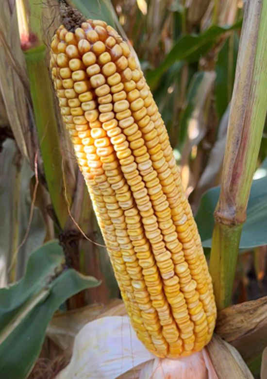 6549vz | Beck's Hybrid corn