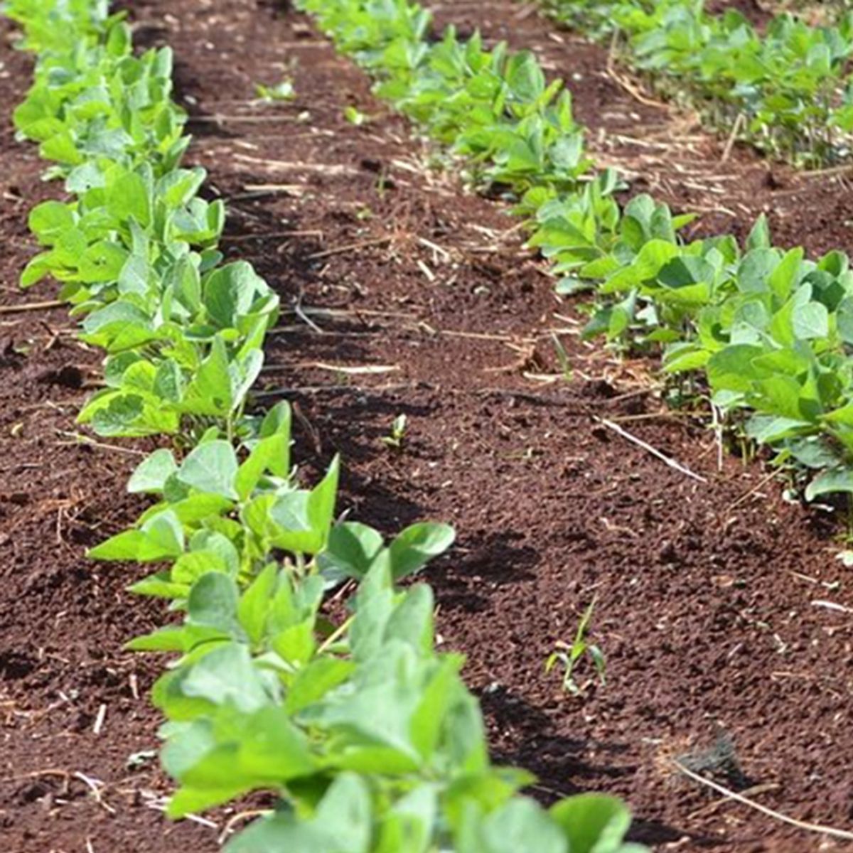2023 Indiana Soybean Residue Management Study - Spring Application