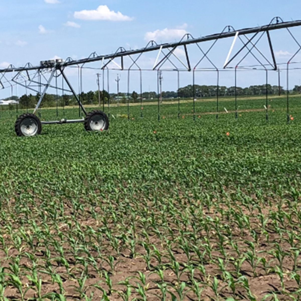 2023 Indiana Corn Nitrogen Management Study - Drip-Irrigation
