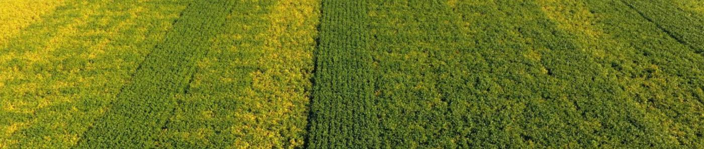 2023 Ohio Soybean Replant Study - Spotting In - Additional Results