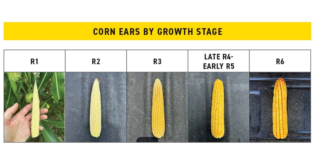 Corn Reproductive Stages: From Silking to Black Layer for Optimal Harvest