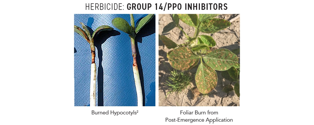 Common Herbicide Symptomology on Soybeans