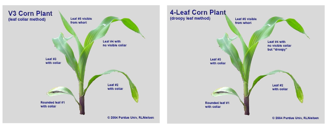 Corn Pre-Tassel Growth Staging and Physiology and Development
