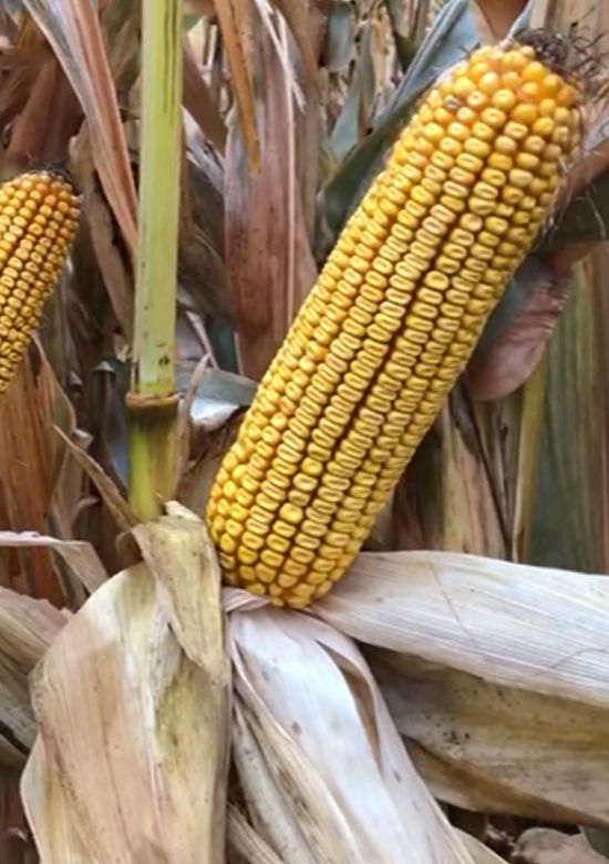 はB1 5413q | Beck's Hybrid corn