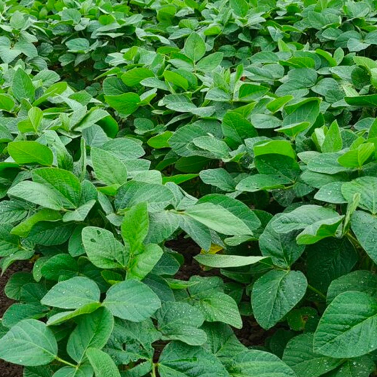 2023 Ohio Soybean Desiccation Study